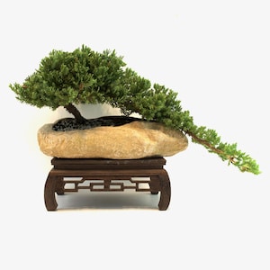 May include: A bonsai tree with green foliage in a natural stone pot, set on a dark brown wooden stand. The tree's branches extend gracefully, creating a balanced and serene composition. The stand has a decorative, openwork design.