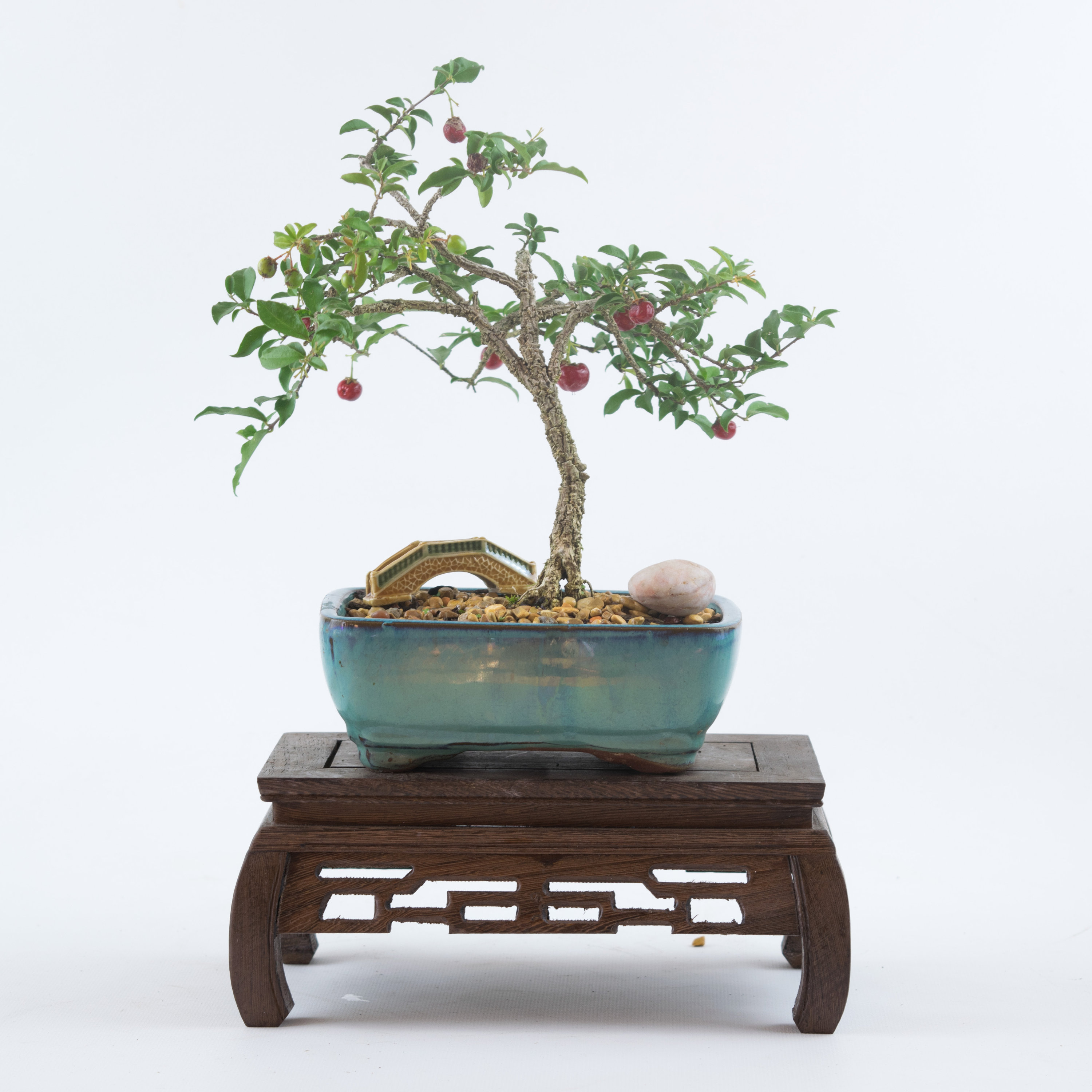 Barbados Cherry Bonsai Live Tree Blossom Pink Flower Fruit Tree Miniature  Cherries Edible in a Bonsai Pot, Housewarming and Christmas Gift - Etsy  India