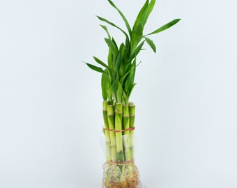 indoor plant Lucky Bamboo, 6" straight stalks, wedding favor, group of 10 stalks, housewarming holiday birthday gift