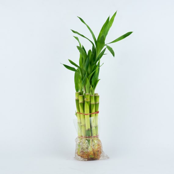 Lucky Bamboo Indoor Plant: 6" Straight Stalks, Group of 10 - Etsy Schweiz