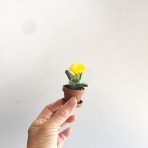 Mini Succulent in 1.5" pot with saucer indoor outdoor plant, small foliage, fairy garden unique shower wedding birthday holiday gift