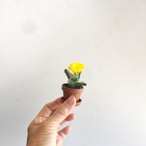 May include: A small yellow succulent plant with a single flower in a brown terracotta pot. The pot has a small saucer underneath.