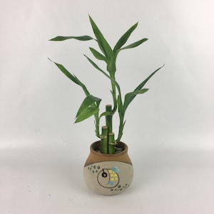 Lucky Bamboo Indoor Plant in Hand-Painted Blowfish Pot
