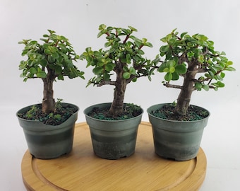 Dwarf Green Jade Live Pre-Bonsai in 4" Pot - 'Portulacaria Afra' Indoor or Outdoor Plant, Succulent, Unique Gift