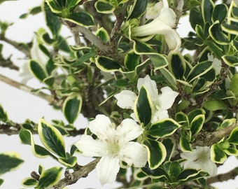 Live Mt. Fuji Serissa Bonsai Tree: White Blooms, 6" Pot
