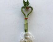 Indoor plant Heart Lucky Bamboo, wedding favors deco, Housewarming Unique birthday holiday gift