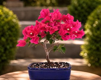 Rare Bougainvillea Bonsai in 7" Ceramic Pot: Pink Flowering Tropical Tree