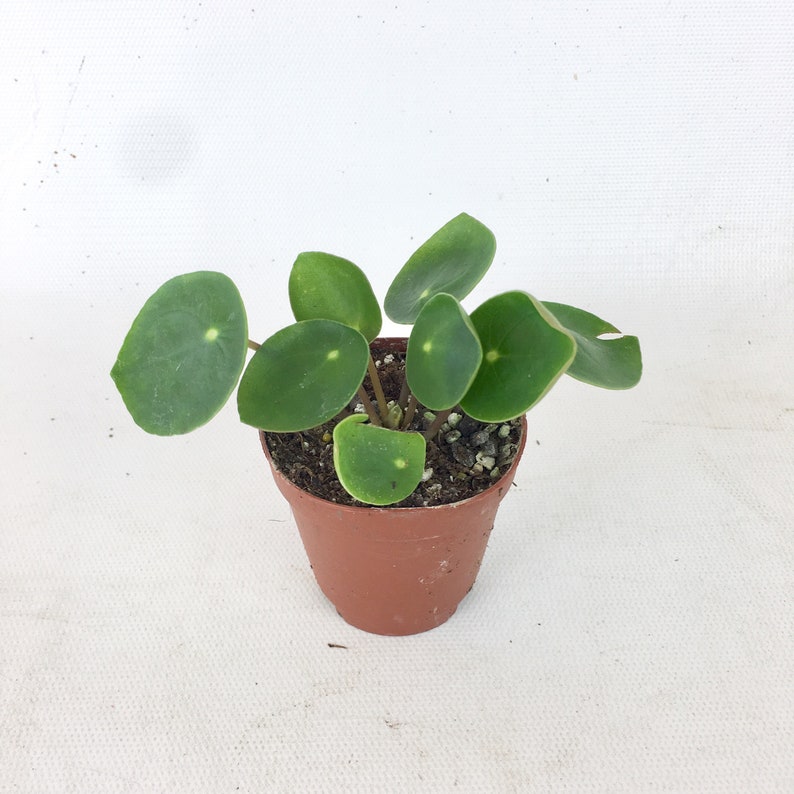 Pilea Peperomia Chinese money plant Indoor foliage plants