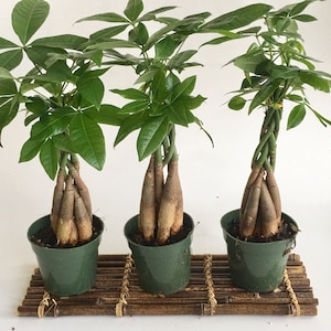Money Tree: Braided Trunk Indoor Plant in 4" Grow Pot