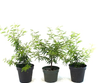Powderpuff Bonsai Tree: Pink Blooms, Tropical Pre-Bonsai (4" Pot, 10-12" Tall)