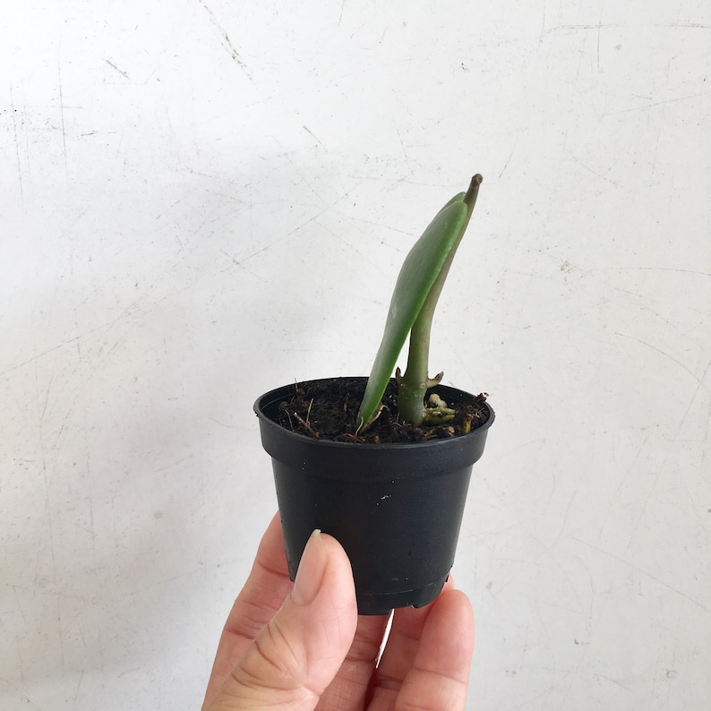 May include: A small green plant with a single leaf growing in a black plastic pot. The plant is being held in a hand.