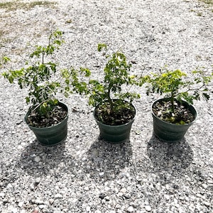 May include: Three small potted plants with green foliage and thin branches. The plants are in dark green plastic pots, set on a bed of small gray gravel.