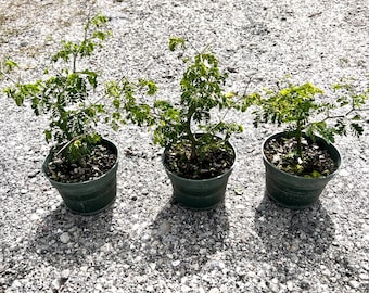Brazilian Rain Tree Bonsai: Live Pithecellobium Tortum in 4" grow Pot