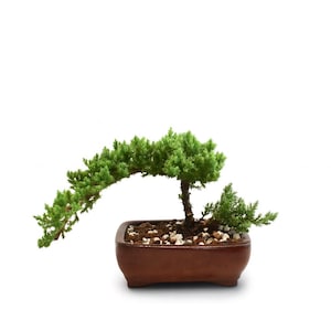 Juniper Procumbens Nana Bonsai Tree: Outdoor Cascade Style in Red Ceramic Pot