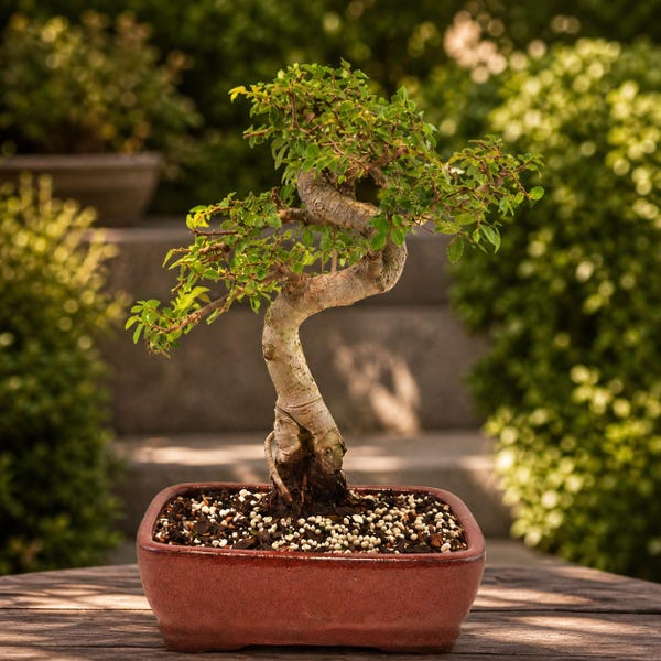 Rare Chinese Elm Bonsai Tree 8" Pot - 5-6 Yr Old - Informal Upright Style