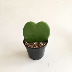 Hoya Kerrii Heart Succulent: Live Indoor Plant