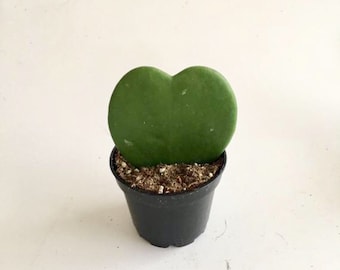 Hoya Kerrii Heart Succulent: Live Indoor Plant