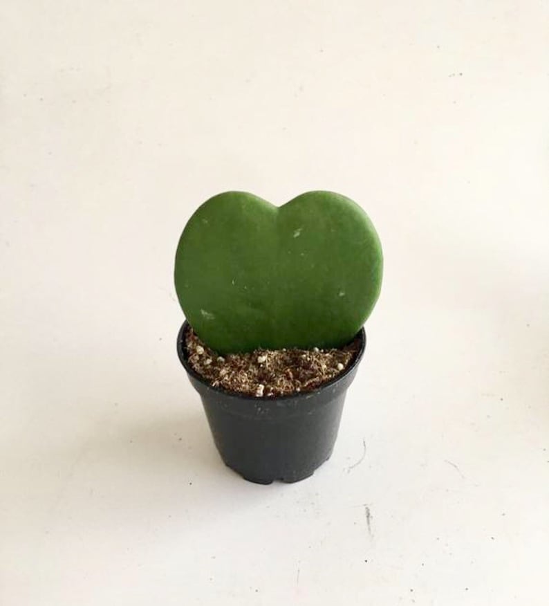 May include: A small green heart-shaped plant in a black plastic pot. The plant is a Hoya kerrii, also known as a Valentine's Day plant.