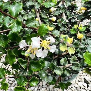 May include: Close-up of a flowering plant with vibrant green leaves and delicate white flowers with yellow centers. The plant's leaves have a textured, wavy edge. The image showcases the plant's natural beauty and intricate details.