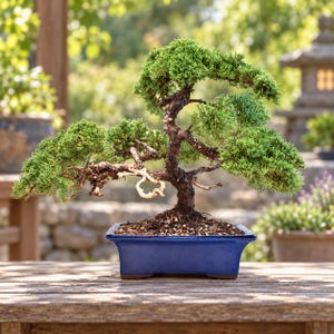 May include: A juniper bonsai tree with a textured, dark brown trunk and dense, vibrant green foliage. The tree is planted in a rectangular, deep blue ceramic pot filled with dark soil and small pebbles, showcasing a classic, balanced form.