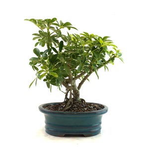 Dwarf Schefflera Bonsai Tree: Variegated Arboricola in 7.5&quot; Ceramic Pot