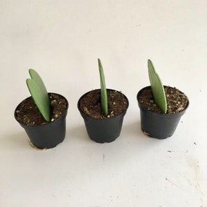 May include: Three small heart-shaped leaf plants in black pots. The plants are all the same size and are arranged in a row.
