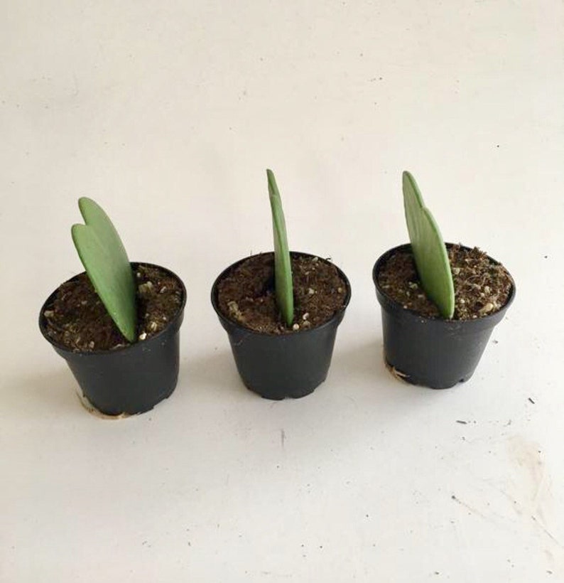 May include: Three small heart-shaped leaf plants in black pots. The plants are all the same size and are arranged in a row.