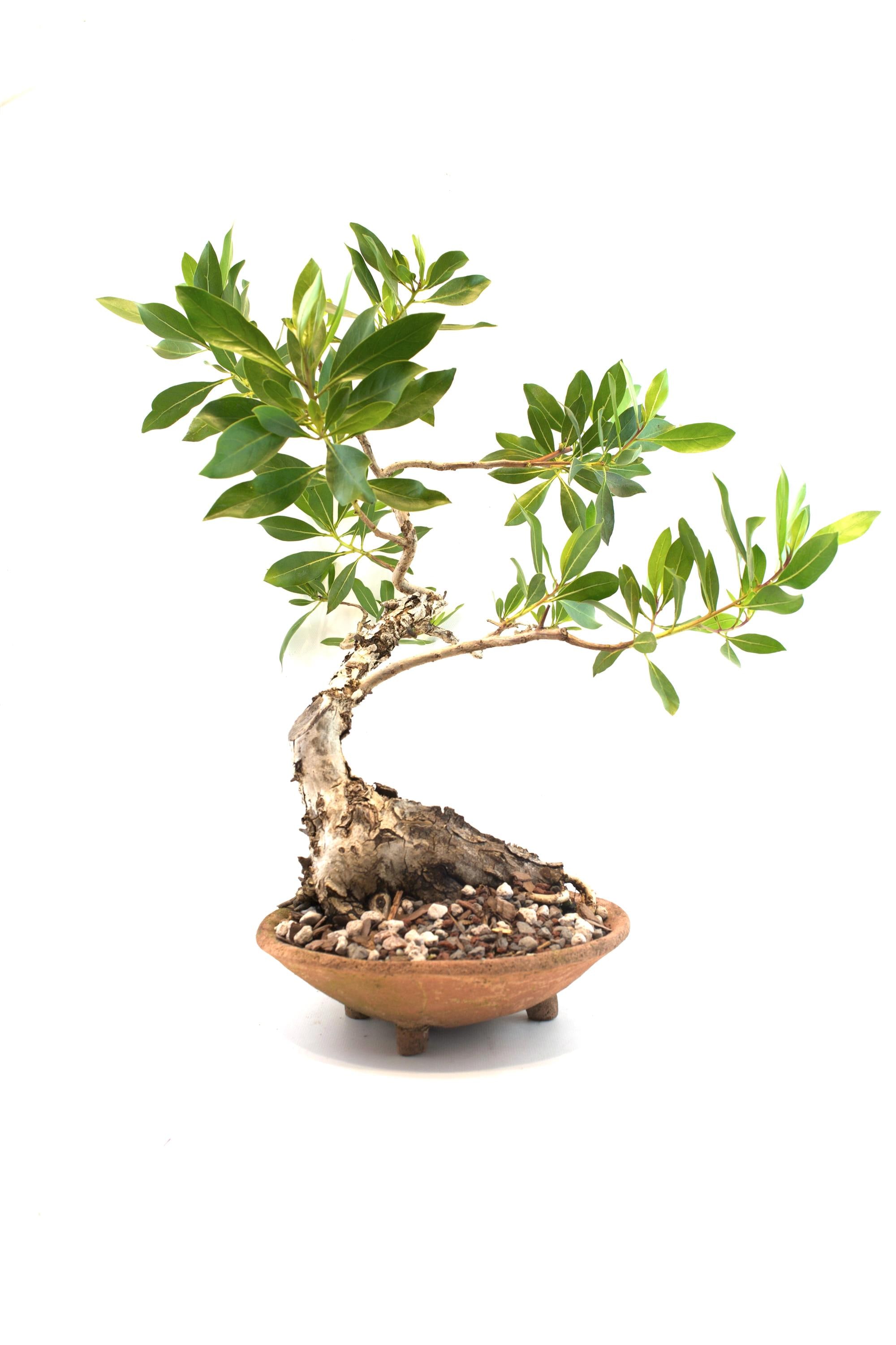 fiddle leaf fig plant for sale Ficus lyrata (Fiddle Leaf Fig) – The Victorian Atlanta main image 1