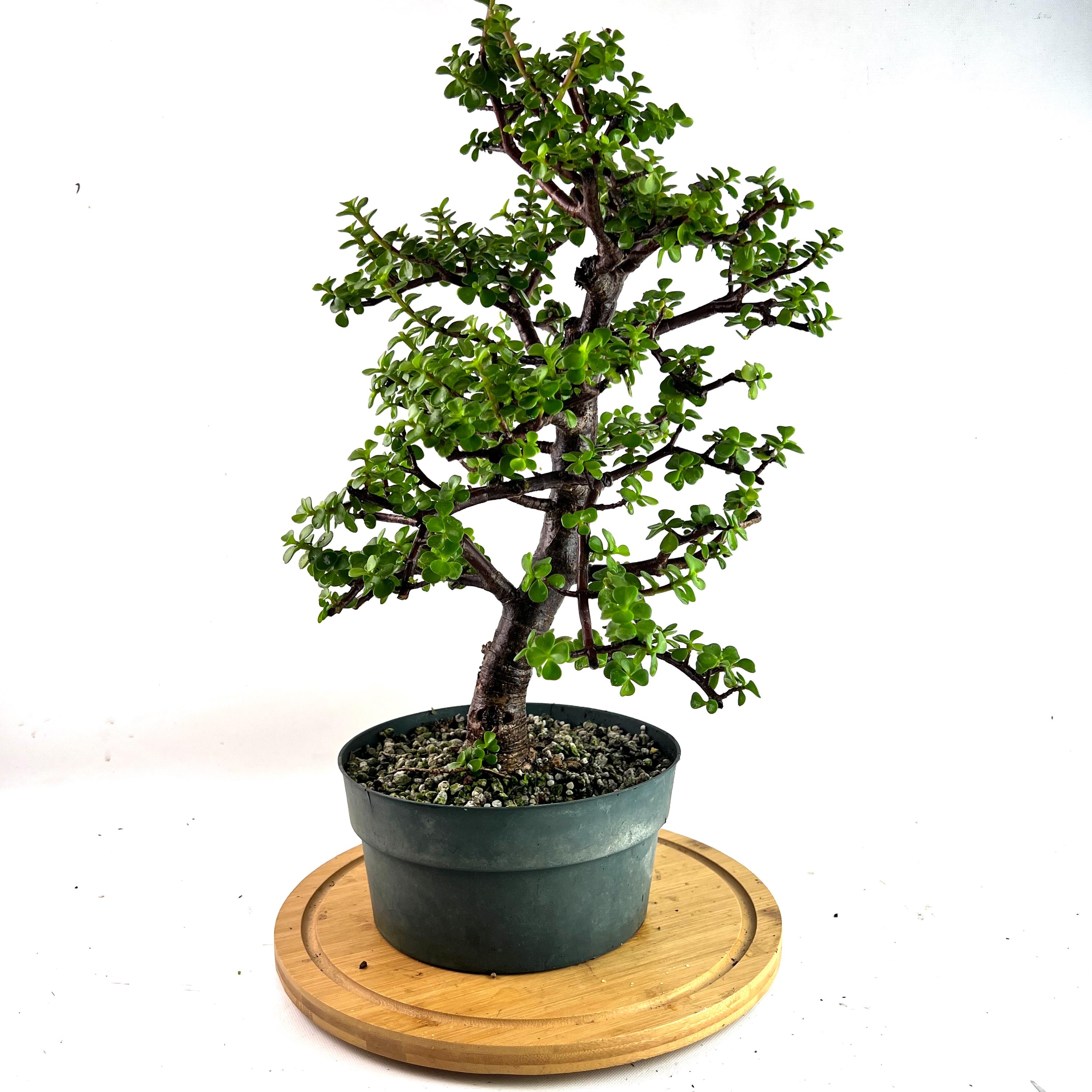 盆栽 upyh0ccmpri31hhvmd08 Dwarf Green Jade Pre-bonsai: 'portulacaria Afra' Succulent in 8