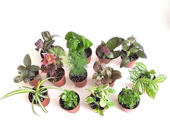 Mini Foliage Plant Assortment: 2" Terrarium Plants for Fairy Gardens
