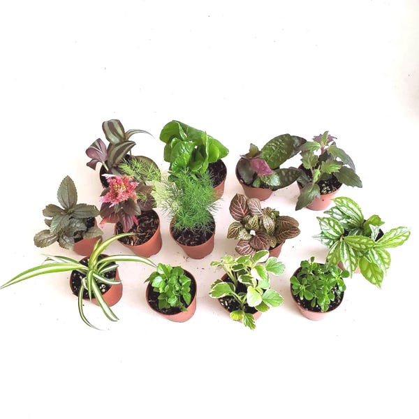 Mini Foliage Plant Assortment: 2" Terrarium Plants for Fairy Gardens