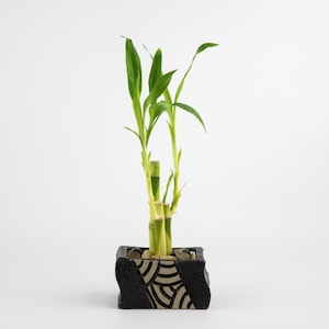 May include: A potted lucky bamboo plant with green leaves and yellow stalks in a black and white patterned ceramic pot.