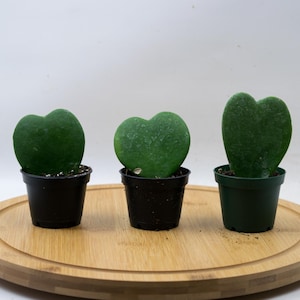 Hoya Kerrii Heart Succulent: B-Grade Live Plant