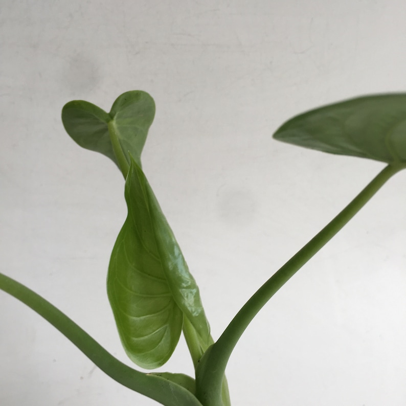 May include: Close-up of a green plant with heart-shaped leaves and long stems. The leaves have a smooth texture and a vibrant green color. The stems are a darker shade of green.