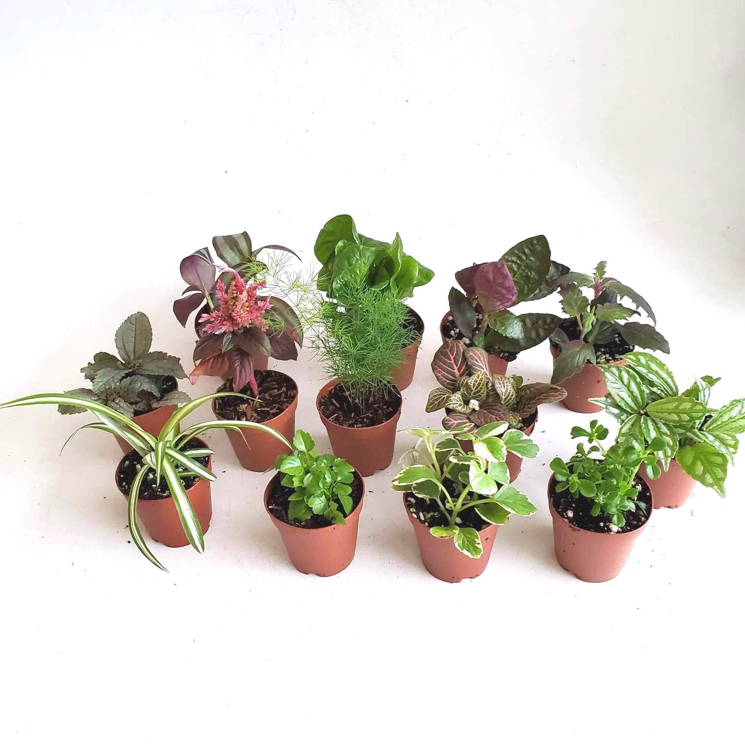 Mini Foliage Plant Assortment: 2