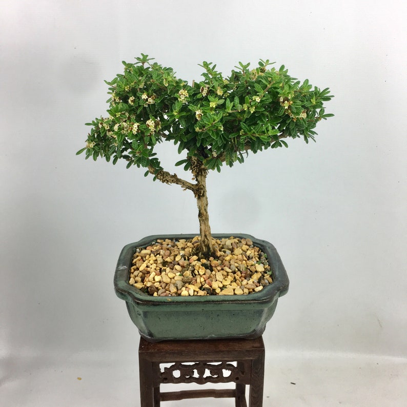 Bahama Berry Bonsai Tree in 6 Bonsai Flowering Bonsai Etsy
