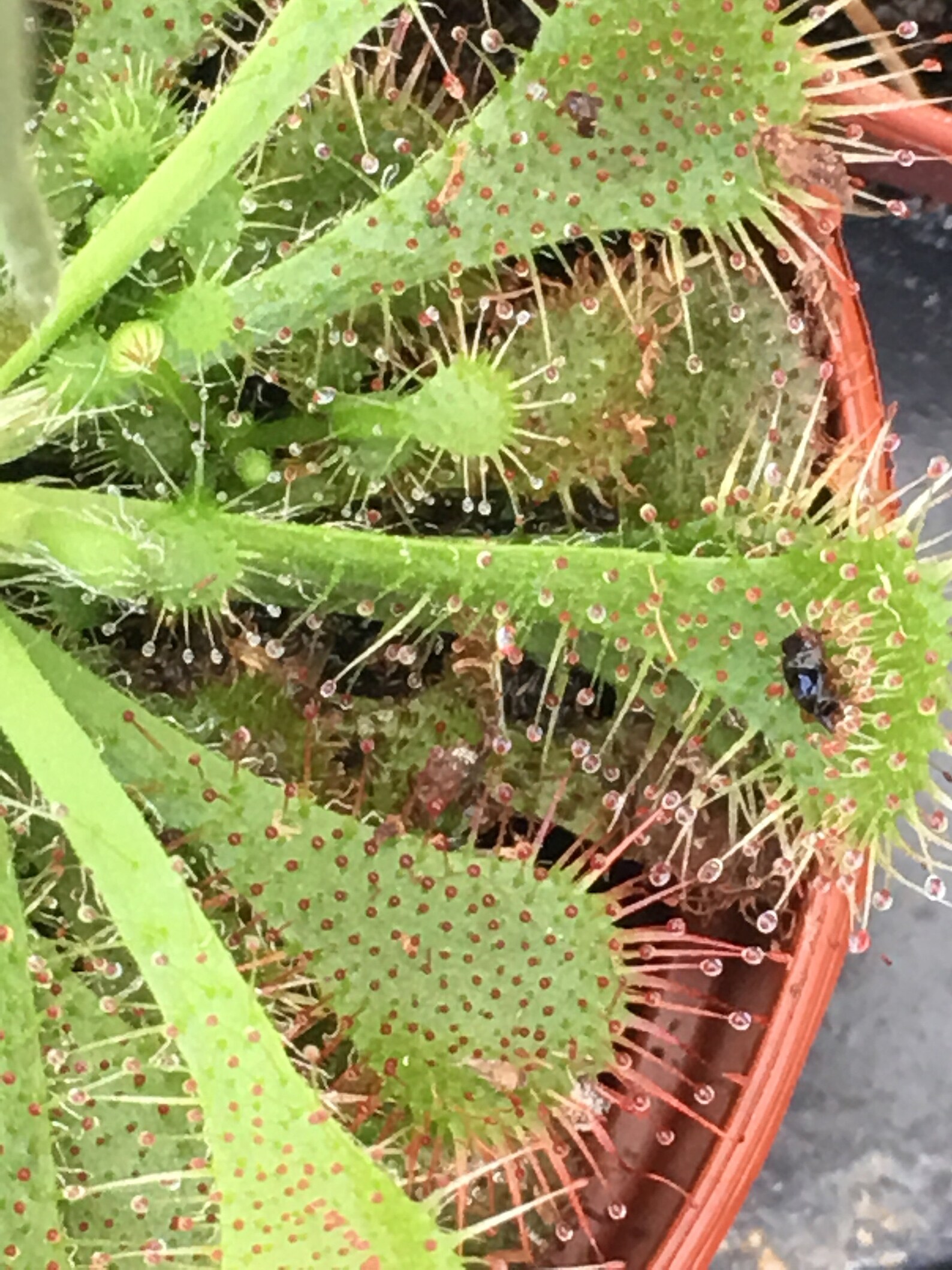 Baby Carnivorous Asian Pitcher plant Venus Fly Trap or