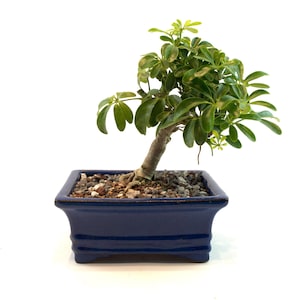 Dwarf Schefflera Bonsai Tree: Variegated Arboricola in 6&quot; Ceramic Pot