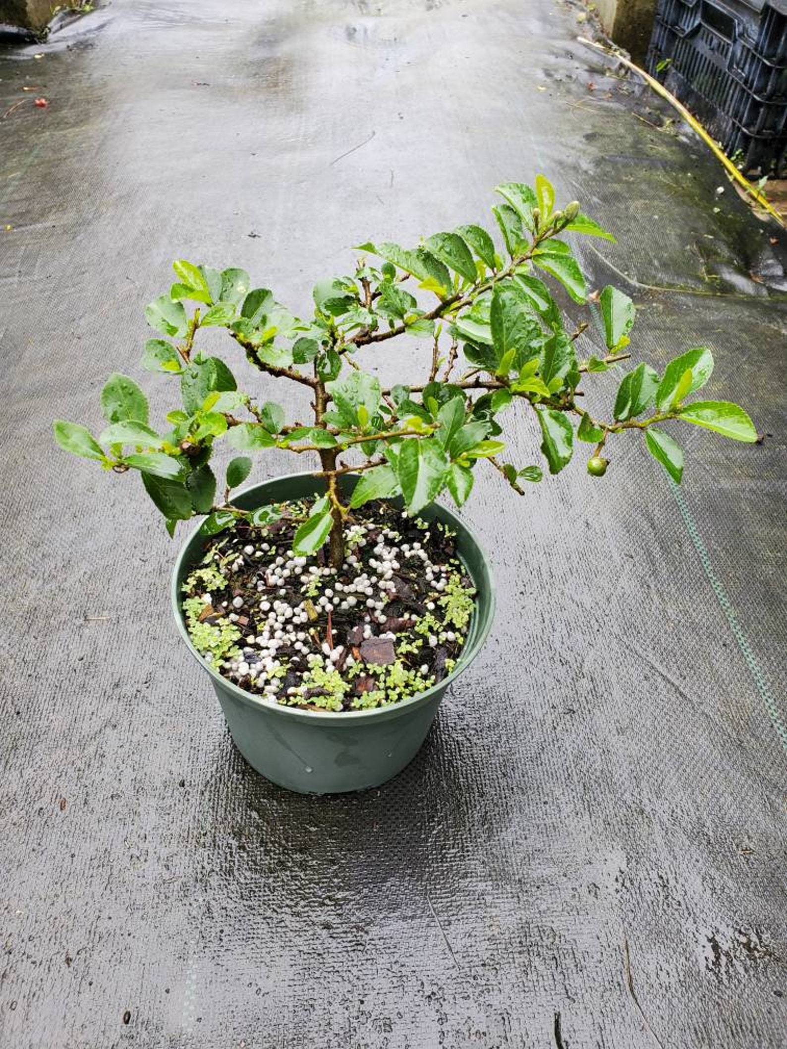 Bloom Grewia Bonsai Live Tree in 6 Grow Pot Purple Etsy
