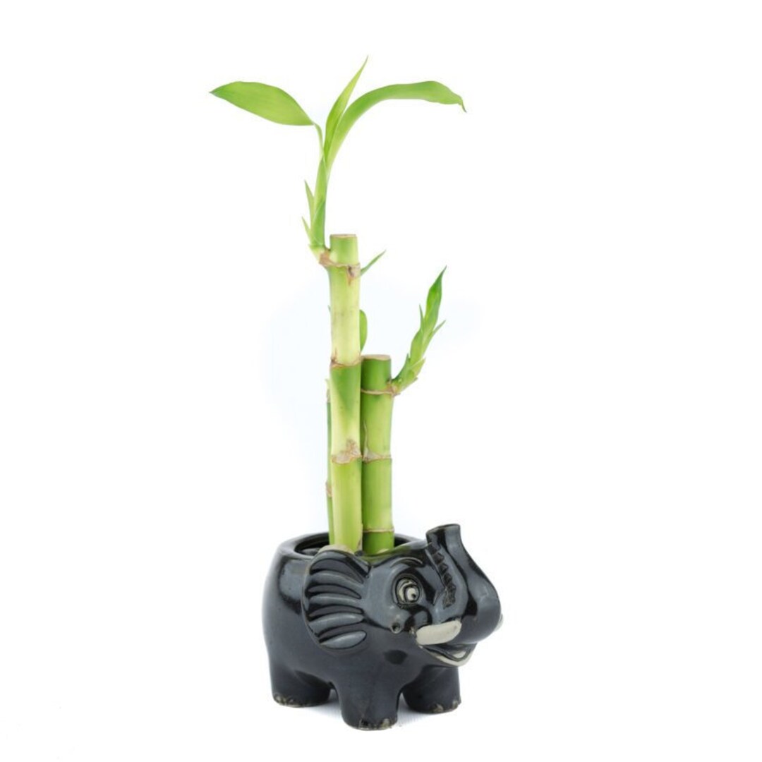 Is Bamboo Poisonous For Dogs americanlycetuffschool.edu.pk