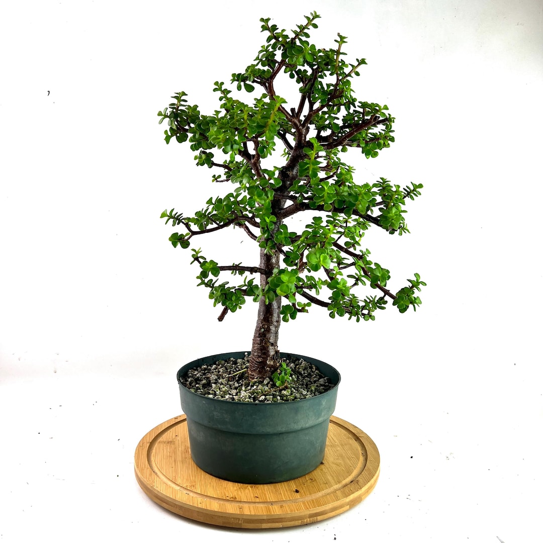 盆栽 upyh0ccmpri31hhvmd08 Dwarf Green Jade Pre-bonsai: 'portulacaria Afra' Succulent in 8