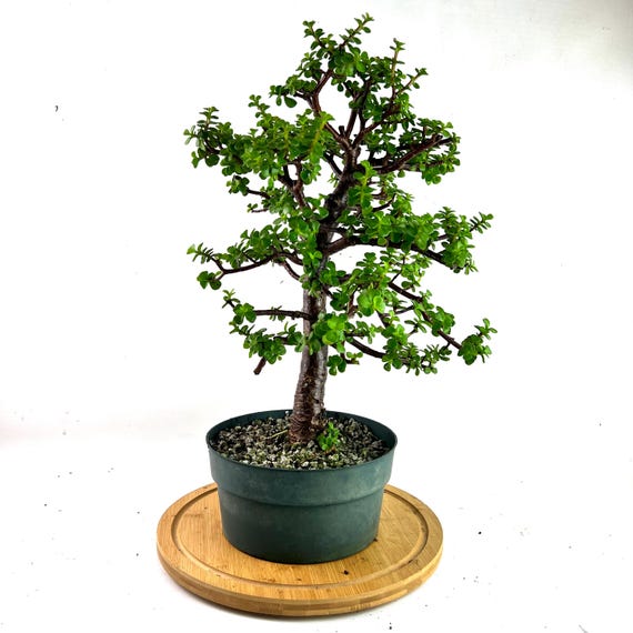 Dwarf Green Jade Pre-bonsai: 'portulacaria Afra' Succulent in 8