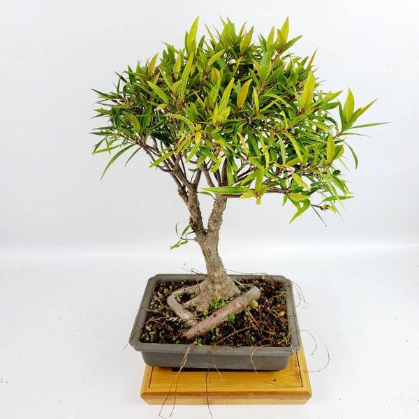 Bonsai live tree Ficus Nerifolia – Willowleaf  in a 8" training pot, indoor plant in a Bonsai pot, outdoor, Housewarming and  Unique gift