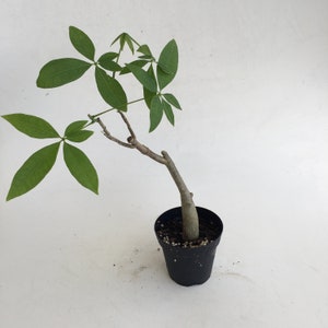 Money Tree in a 4&quot; grow pot, office indoor plant, unique gift bring great fortune, bare trunk grow leaves out in no time Housewarming gift