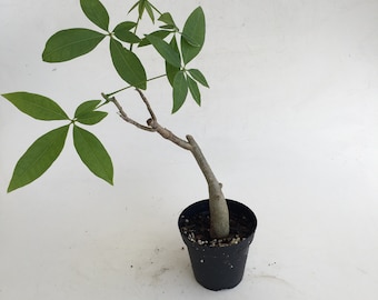 Money Tree in a 4" grow pot, office indoor plant, unique gift bring great fortune, bare trunk grow leaves out in no time Housewarming gift