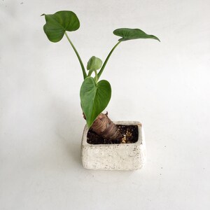 May include: A green plant with heart-shaped leaves in a square, off-white, textured pot. The plant has a thick, brown stem and is set against a white background. The pot is approximately 4 inches wide.