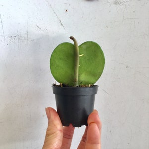 May include: A small green heart-shaped plant in a black plastic pot. The plant has a single stem and is growing in a small pot.