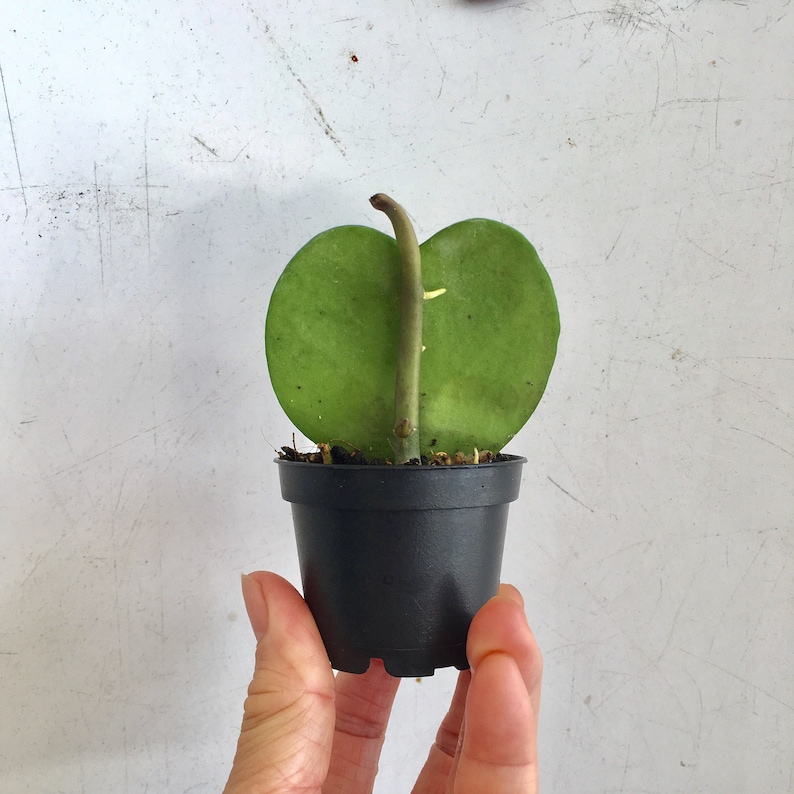 May include: A small green heart-shaped plant in a black plastic pot. The plant has a single stem and is growing in a small pot.