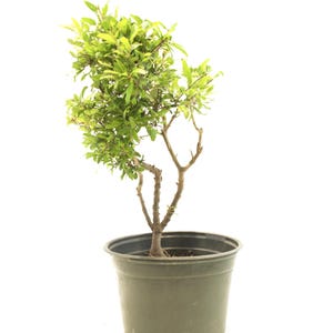 Dwarf Pomegranate One of a Kind Live Pre-Bonsai in 6&quot; Pots - &#39;Punica Granatum&#39; Outdoor Tree, Flowering Fruiting Bonsai, Unique Gift