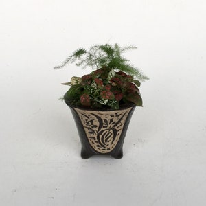 Orchid Planter with Potted House Plants - Coffee Parlor Palm Polka Dot Lucky Bamboo and Fern - Unique Gift for Plant Lovers